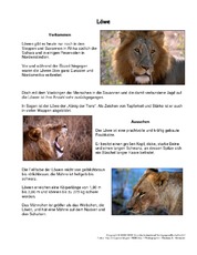 Löwe-Steckbrief.pdf